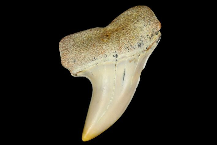 Fossil Shark Tooth (Carcharodon planus) - Bakersfield, CA #178312